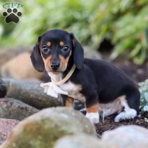 Duke, Dachshund Puppy